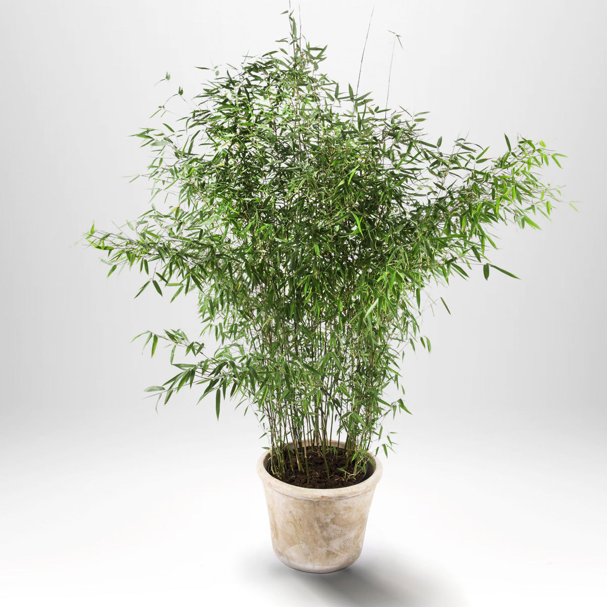 Bergsbambu - Fargesia Jumbo, krukväxt